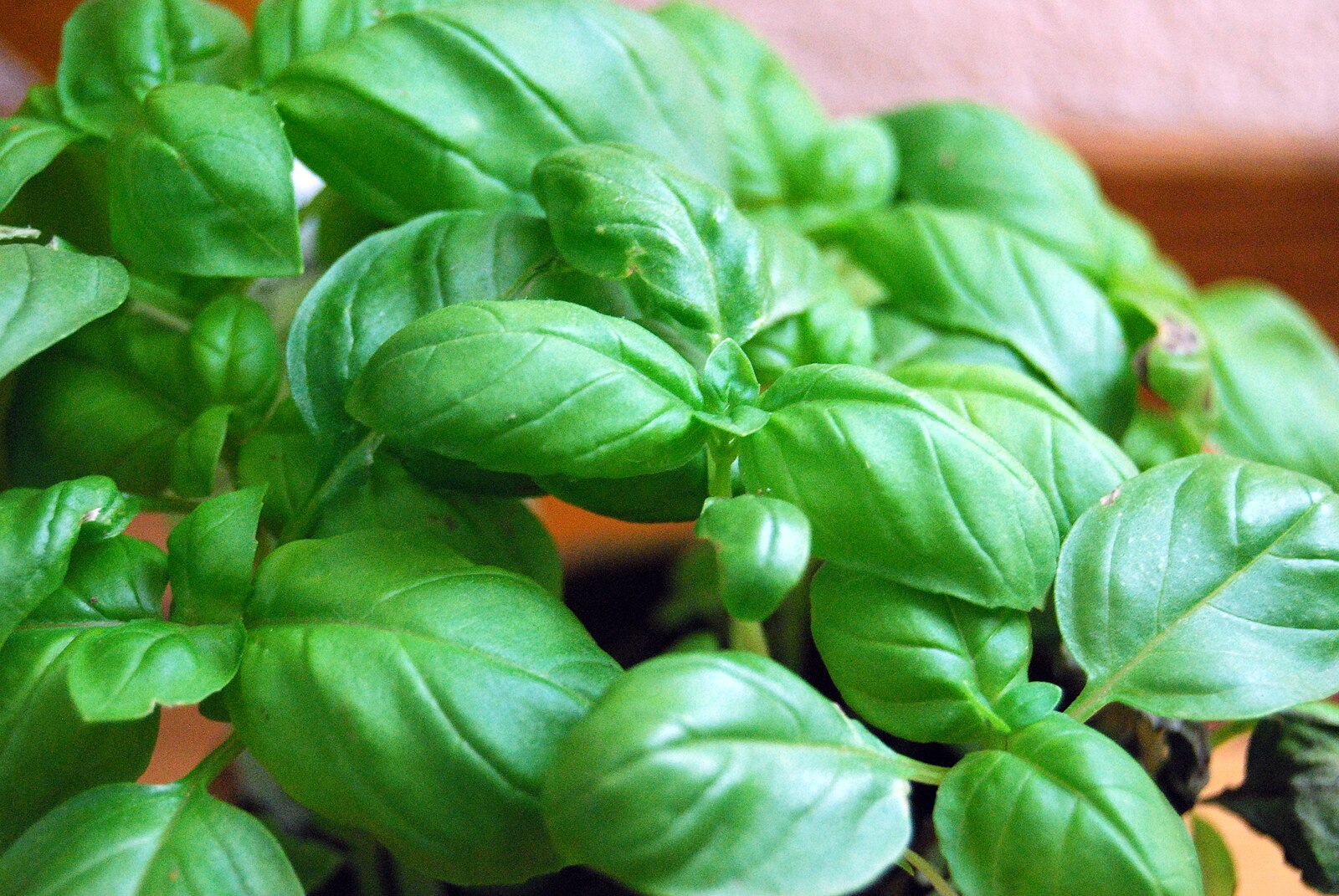 Basil (Genovese)