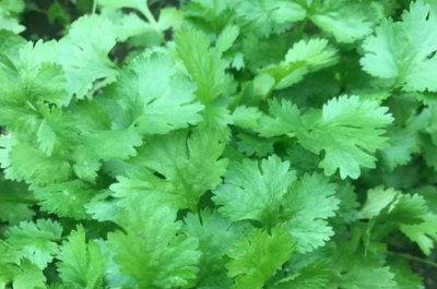 Cilantro (Caribe)