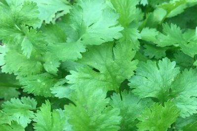 Cilantro Caribe