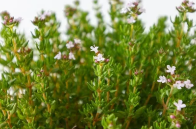 Thyme (Common)