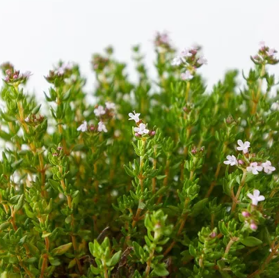 Common Thyme (Thymus Vulgaris)