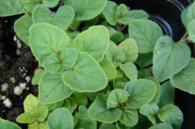 Oregano (Italian)