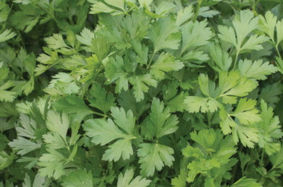 Parsley (Giant Italian)