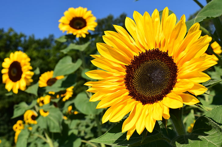 Sunflower (Mammoth Russian)